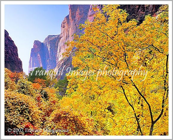 450497   Looking back down the Zion Canyon